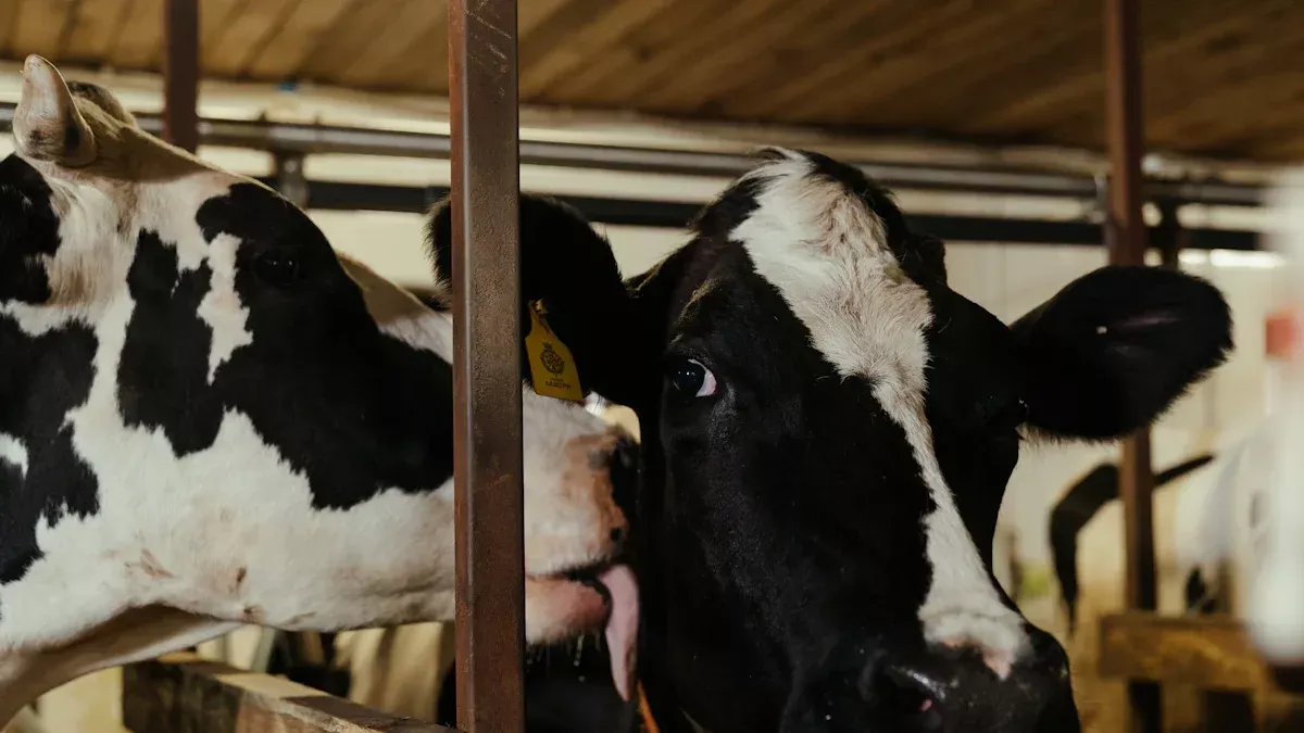 Was sind die drei Phasen der Milchproduktion?